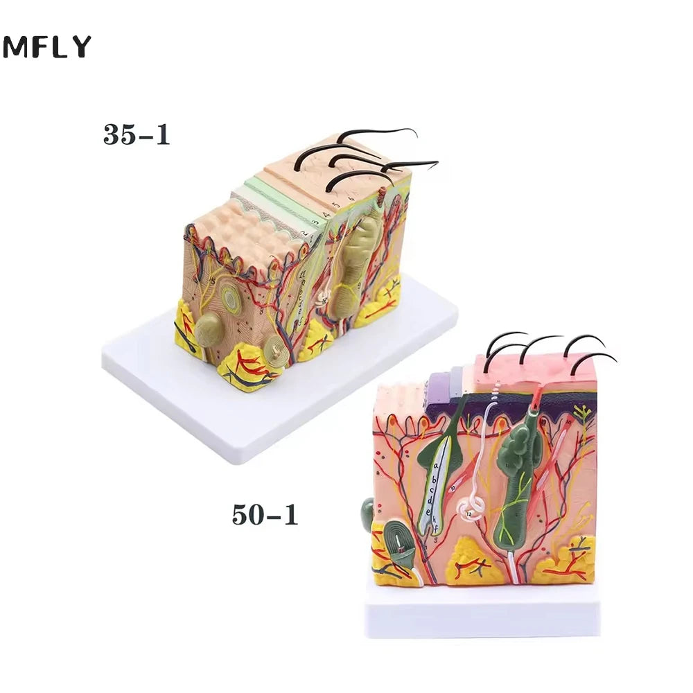 Magnify 35X Human Anatomical Skin Texture Subcutaneous Tissue Dissection Model Anatomy For Biology Medical Teaching Aids Supply