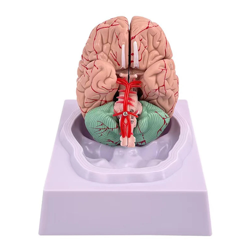 Human Life Size Brain Anatomy Model With Display Base for Lab Science Classroom Study Learning Teaching Display Model Tools