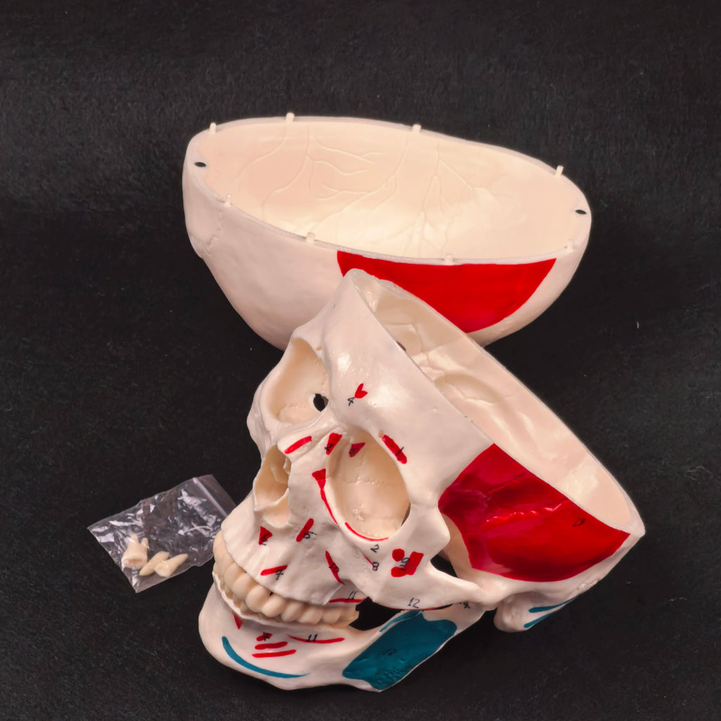 PVC Human Muscular Color Skull Model - 3 Parts Digital Indication Medical Learning Aid Life Size Anatomy Educational Tool