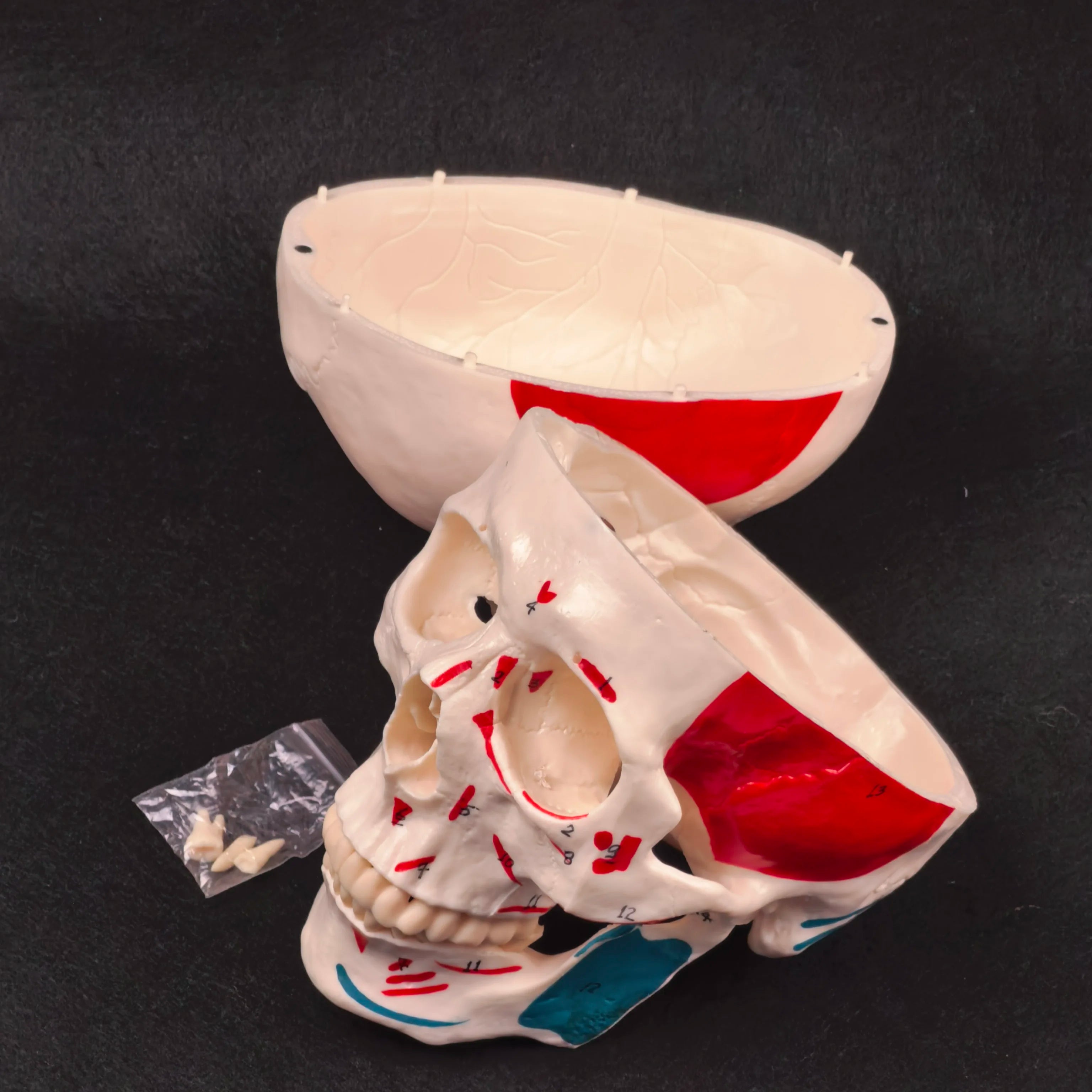 PVC Human Muscular Color Skull Model - 3 Parts Digital Indication Medical Learning Aid Life Size Anatomy Educational Tool