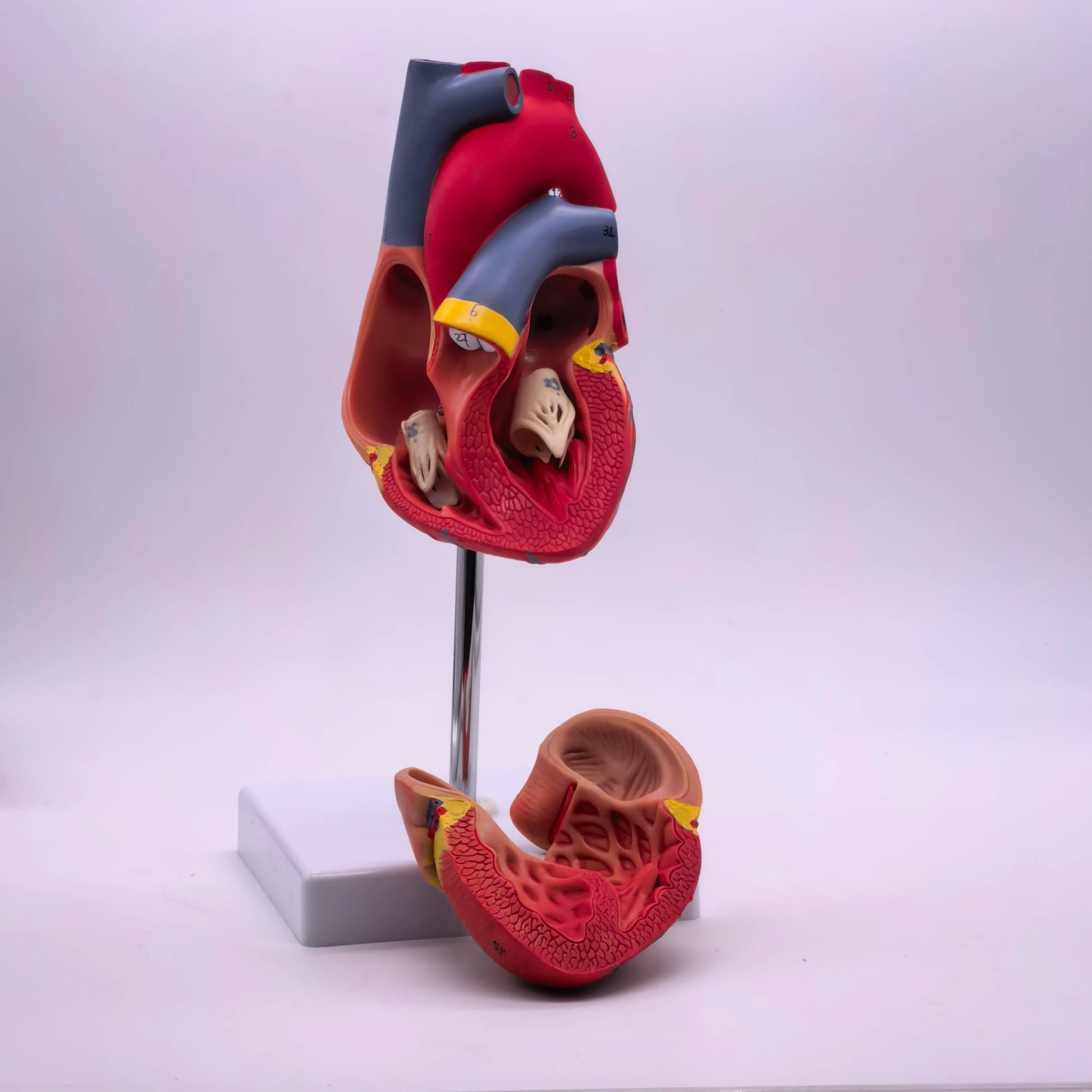 PVC 2 Part Life Size Human Heart Anatomy Model Mounted on White Base Cardiac Medical Learning high QL