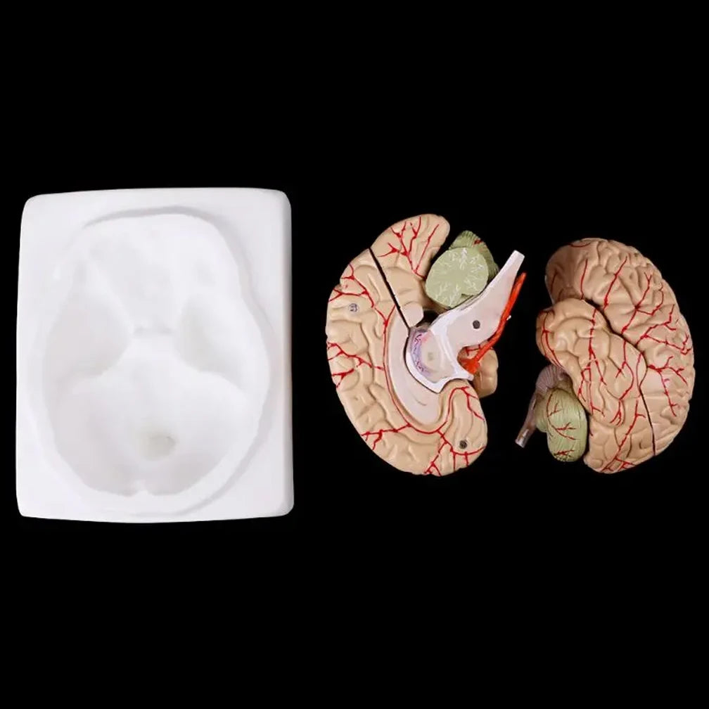 Human Life Size Brain Anatomy Model With Display Base for Lab Science Classroom Study Learning Teaching Display Model Tools