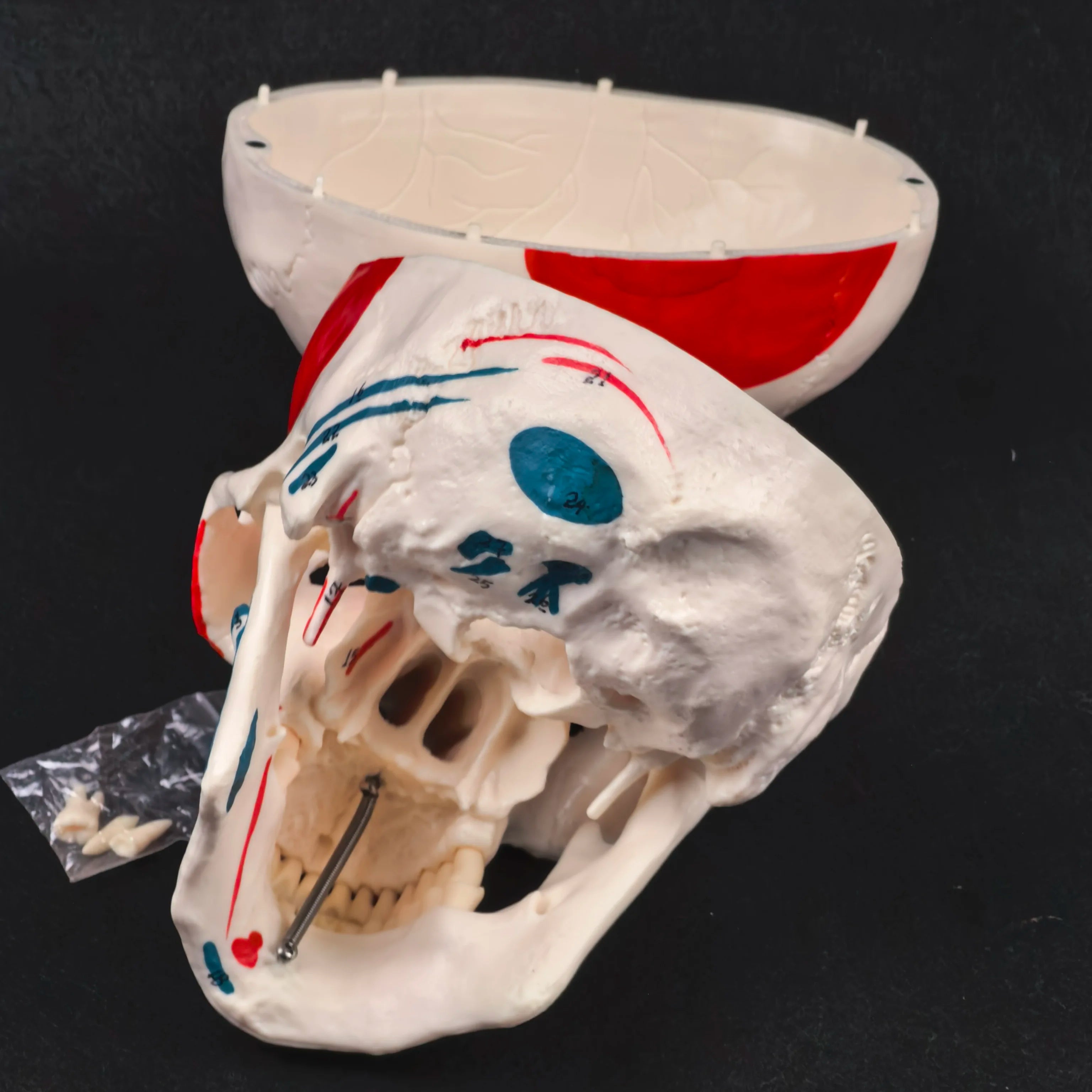 PVC Human Muscular Color Skull Model - 3 Parts Digital Indication Medical Learning Aid Life Size Anatomy Educational Tool
