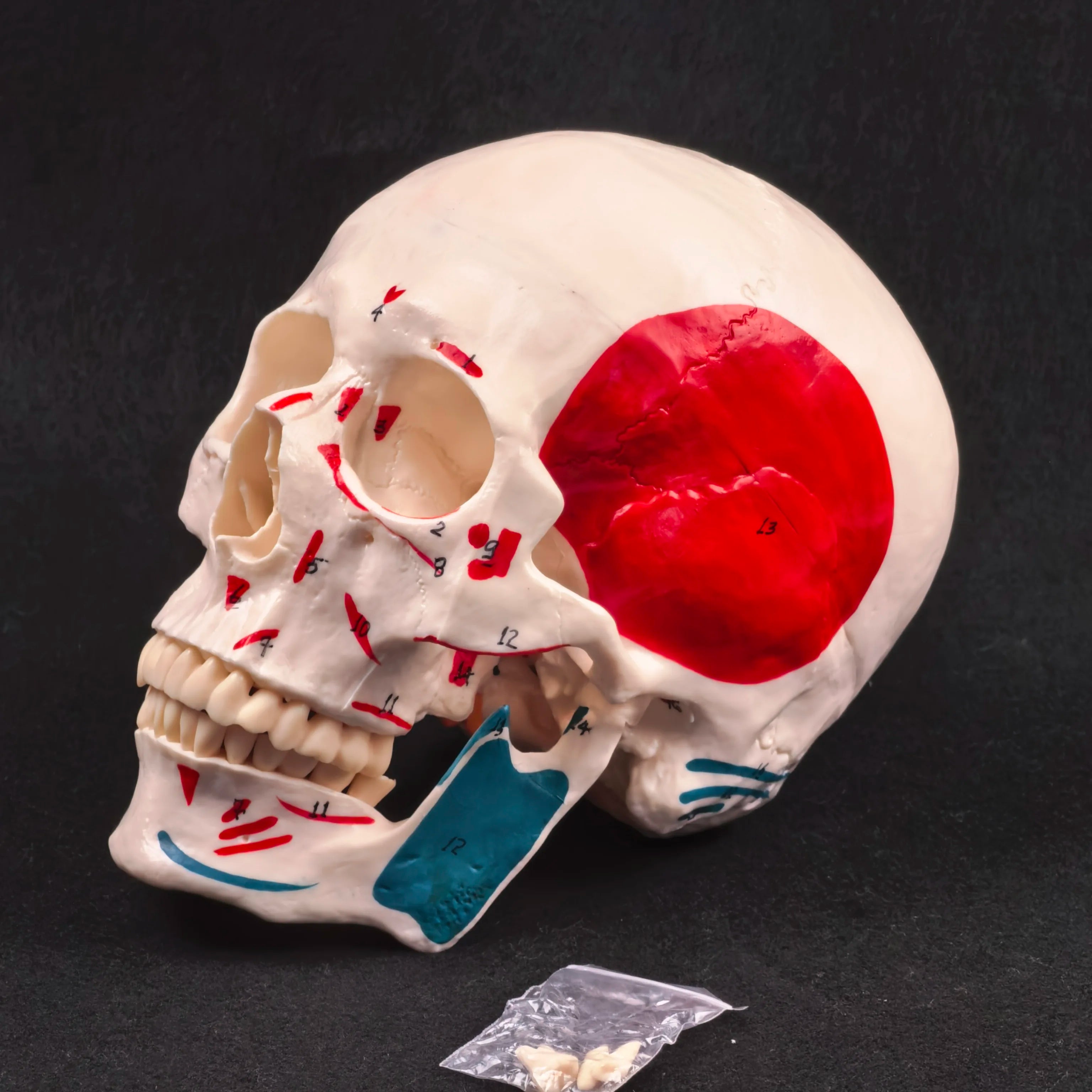 PVC Human Muscular Color Skull Model - 3 Parts Digital Indication Medical Learning Aid Life Size Anatomy Educational Tool