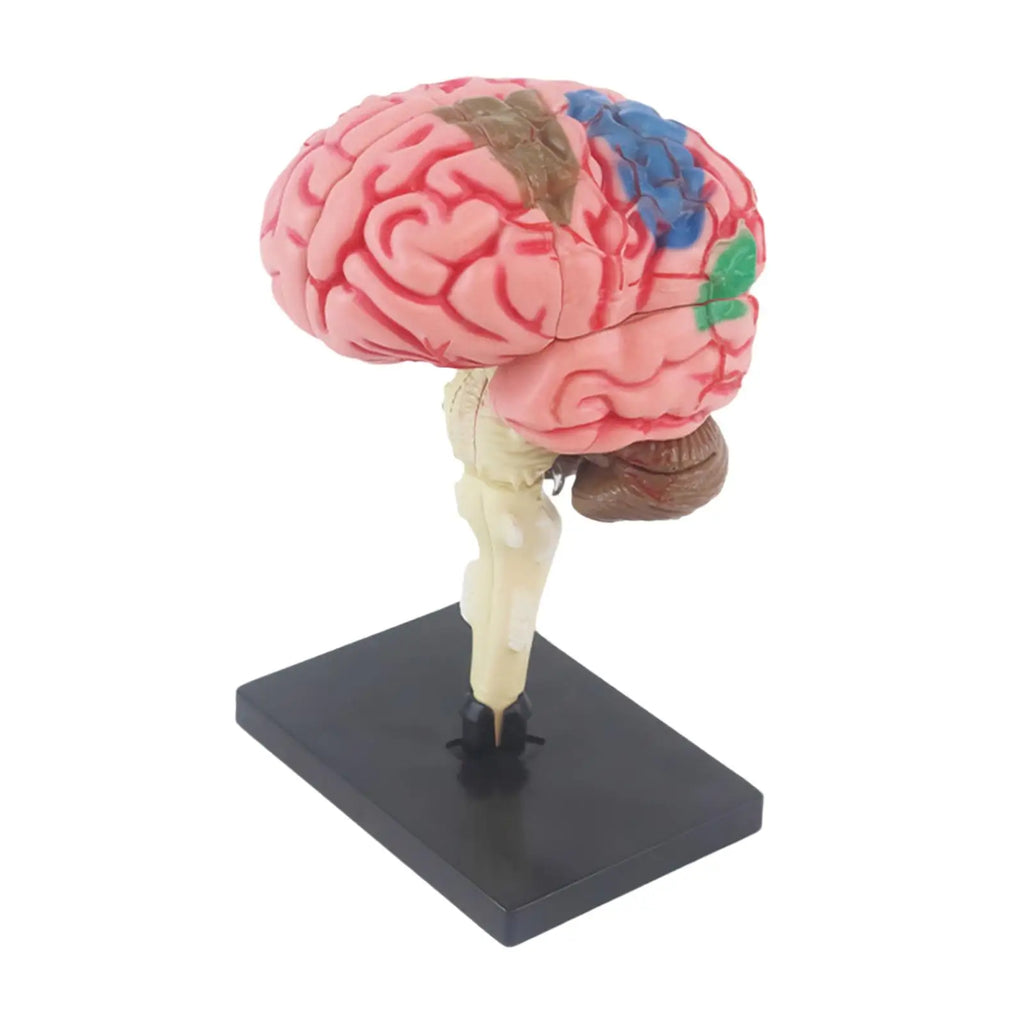 Human Brains Model Anatomy Educational Toy Brain Anatomical Models Study Display Tool 3D Teaching Model for Teaching Classroom