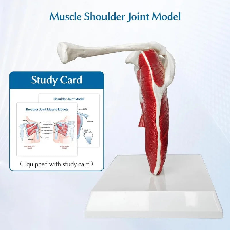 Anatomy Human Right Muscle Shoulder Joint Model With Ligment,  Office And Classroom Easy Install