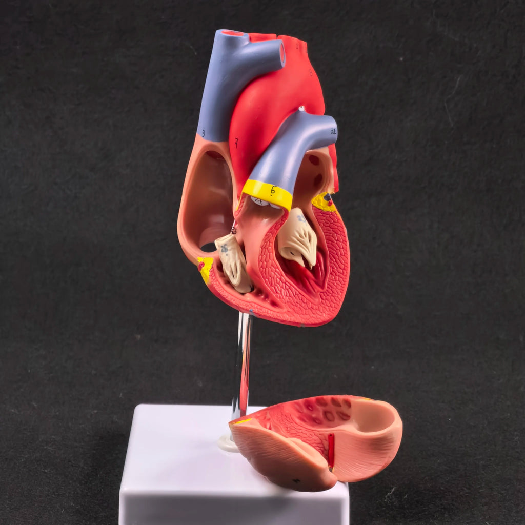 PVC 2 Part Life Size Human Heart Anatomy Model Mounted on White Base Cardiac Medical Learning high QL