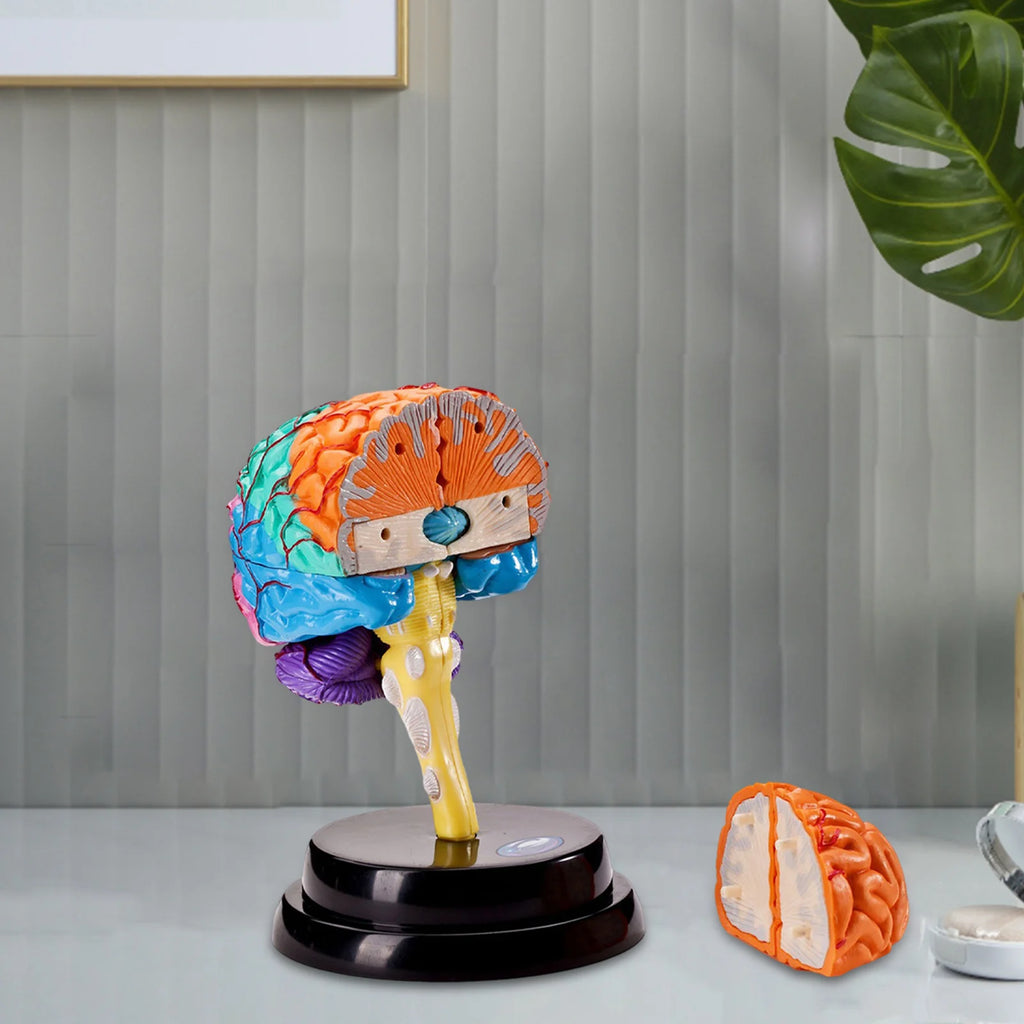 Human Brains Model Anatomy Educational Toy Brain Anatomical Models Study Display Tool 3D Teaching Model for Teaching Classroom