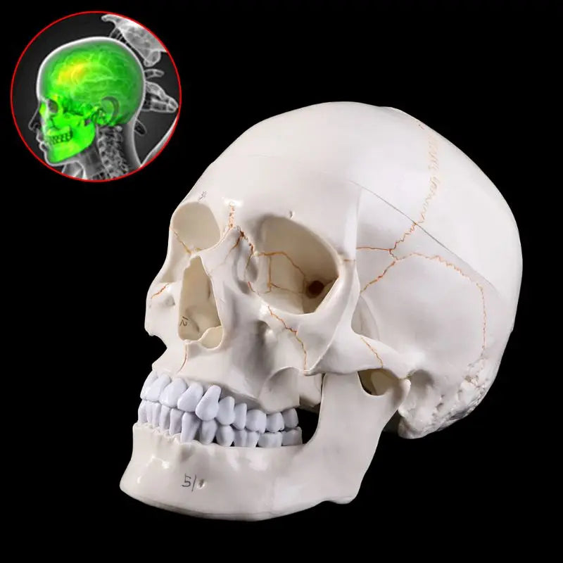 Life Size Human Skull Model Anatomical Anatomy Medical Teaching Skeleton Head Studying Teaching Supplies