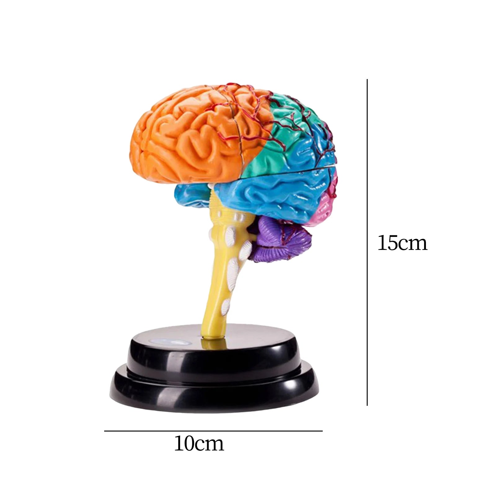 Human Brains Model Anatomy Educational Toy Brain Anatomical Models Study Display Tool 3D Teaching Model for Teaching Classroom