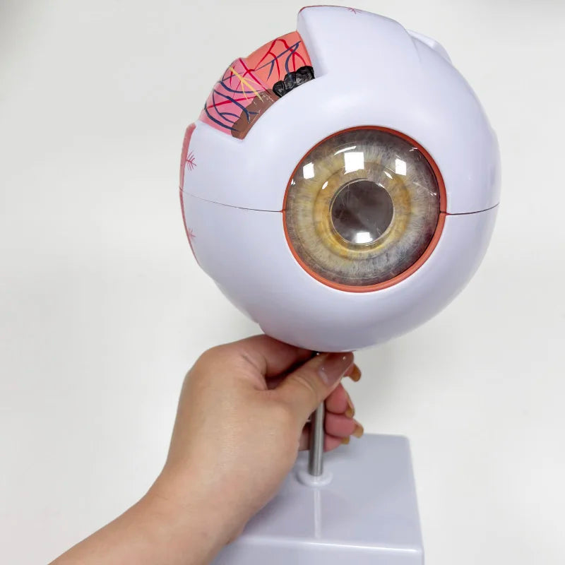 Human  Anatomy Magnified 6 Times Eye Model  School Teaching Supplies Tool
