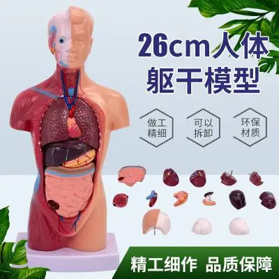 26CM Torso, Human Visceral Anatomy Model, Medical Teaching Aids, Children's Educational Detachable Medical Anatomy Model