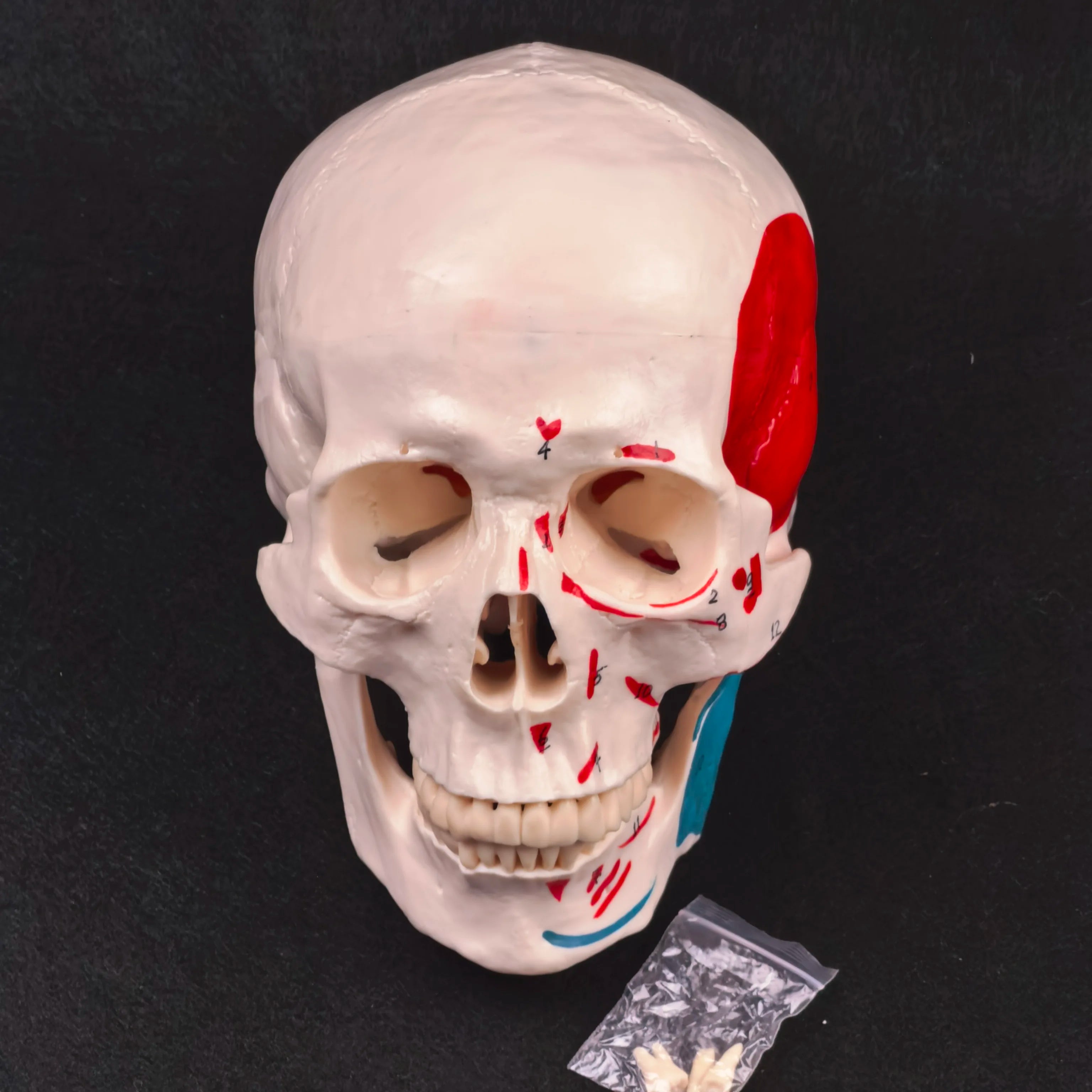 PVC Human Muscular Color Skull Model - 3 Parts Digital Indication Medical Learning Aid Life Size Anatomy Educational Tool