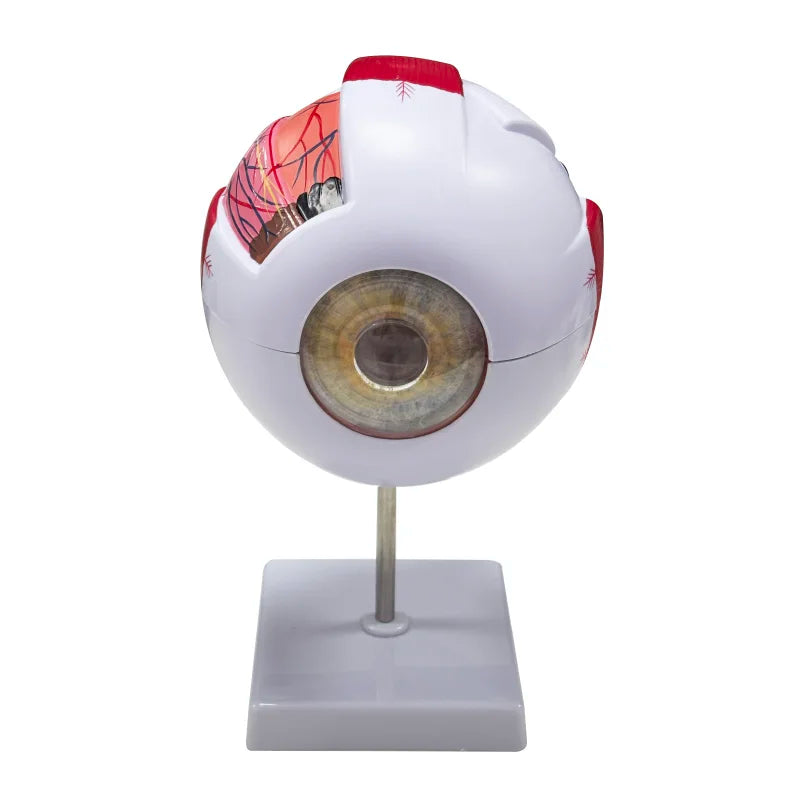Human  Anatomy Magnified 6 Times Eye Model  School Teaching Supplies Tool